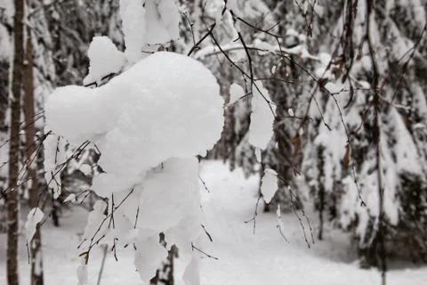 A birch tree branch bended Stock Photos