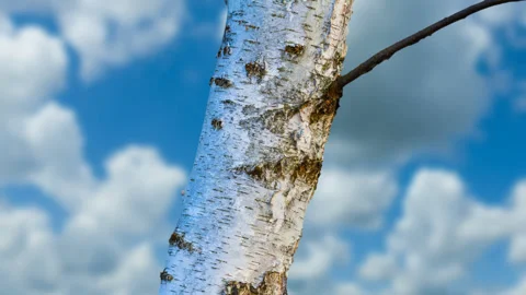 Birch tree branch on cloudy sky background time lapse scene Stock Footage 169244890