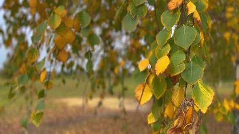 Birch tree branch gently swaying in autumn wind Stock Footage 292008038