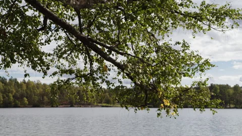 Birch Tree Branch Hanging Over Calm Lake in Norwegian Forest Stock Footage 345745165