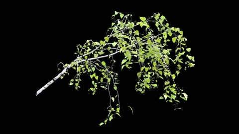 Birch tree branch isolated on black Stock Footage 158486020