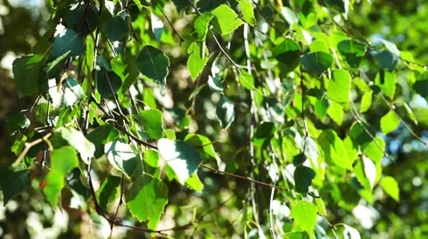 Birch Tree Branch With Leaves Move In Wind Stock Footage 46817570