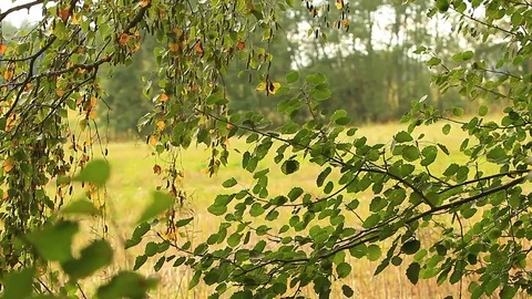 Birch tree branch in wind video Video stock 120070272