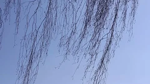Birch tree branches against the sky Stock Footage 21959360