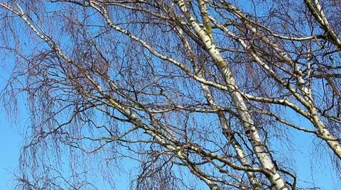 Birch tree branches against a sky Stock Footage 21996765