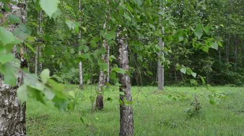 Birch tree branches and old gardener man with empty barrow Stock Footage 32940237