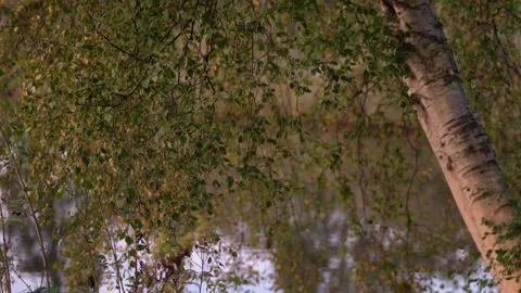Birch Tree Branches with Autumn Leaves Hanging Over Calm Water Stock Footage 340967866