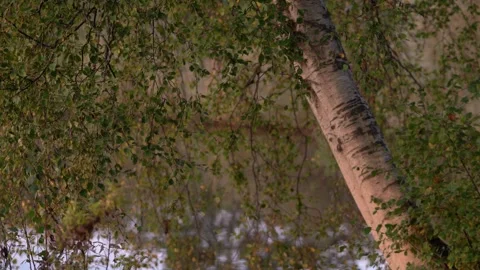 Birch Tree Branches with Autumn Leaves Hanging Over Calm Water Stock Footage 340967867
