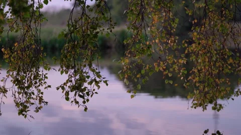 Birch Tree Branches with Autumn Leaves Hanging Over Calm Water Stock Footage 340967948