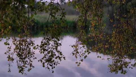 Birch Tree Branches with Autumn Leaves Hanging Over Calm Water Stock Footage 340967952