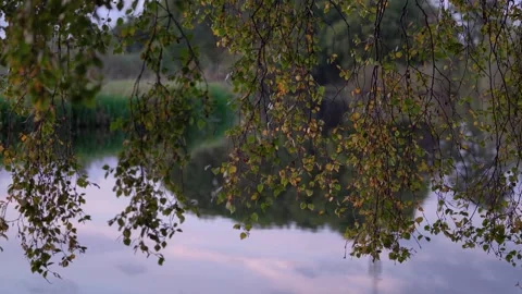 Birch Tree Branches with Autumn Leaves Hanging Over Calm Water Stock Footage 340968036