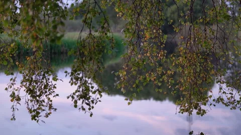 Birch Tree Branches with Autumn Leaves Hanging Over Calm Water Stock Footage 340968064