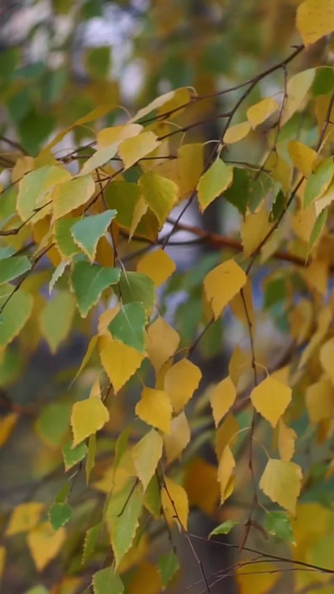 Birch Tree Branches with Autumn Yellow Foliage Swaying Stock Footage 345972270