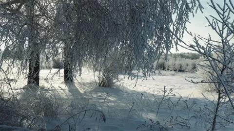 Birch tree branches covered hoar frost beautiful winter landscape Stock Footage 117266813