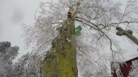 Birch tree branches covered with hoarfrost in homestead, time lapse 4K Stock Footage 59896122