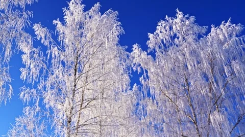 Birch tree branches covered in hoarfrost and snow against a clear blue winter Stock Footage 337541085