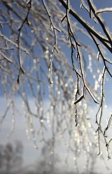 Birch tree branches covered with ice after freezing rain Stock Photos
