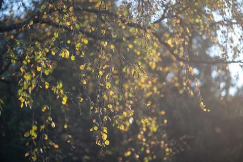Birch tree branches with dry yellow autumn leaves slightly swaying on wind .. Stock Photos