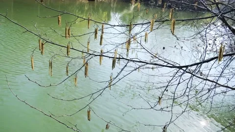 Birch tree branches Stock Footage 149786375