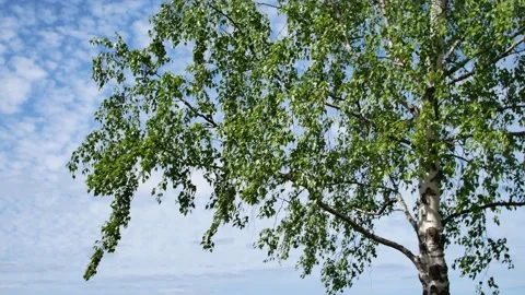 Birch tree branches Stock Footage 156784346