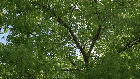 Birch tree branches with green foliage in wild nature at summer, closeup view Vidéo 140647882