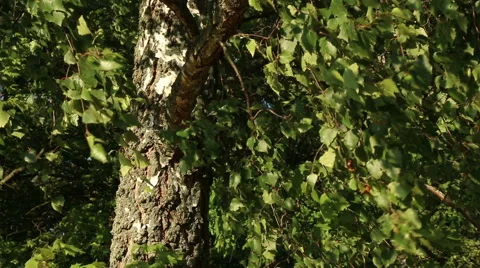 Birch tree branches leaves in wind video footage Stock Footage 53861821