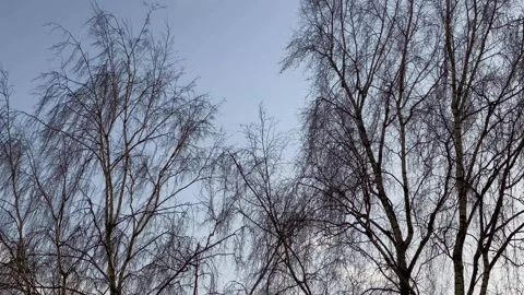 Birch Tree Branches Moving in Strong Wind Against Blue Sky 動画素材 330485675