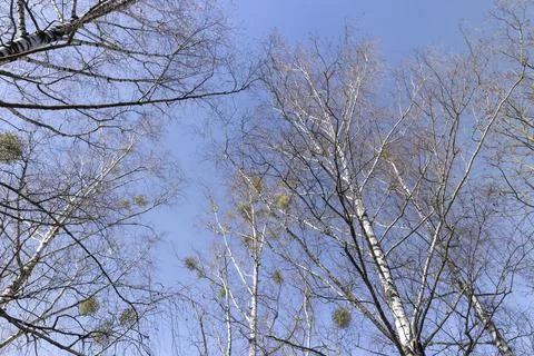 Birch tree branches in the park in spring sunny weather Stock Photos