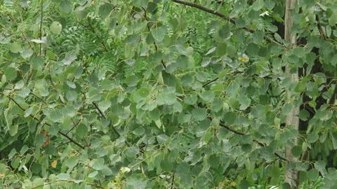 Birch tree branches in the rain Stock Footage 104878201