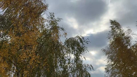 Birch Tree Branches Swaying in Strong Wind Stock Footage 294953242