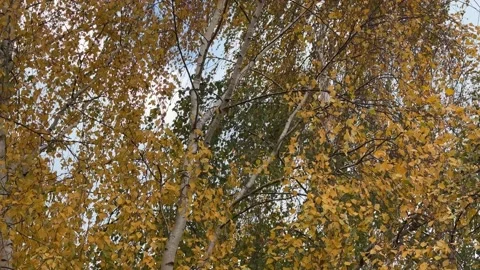 Birch Tree Branches Swaying in a Strong Wind Stock Footage 294953524