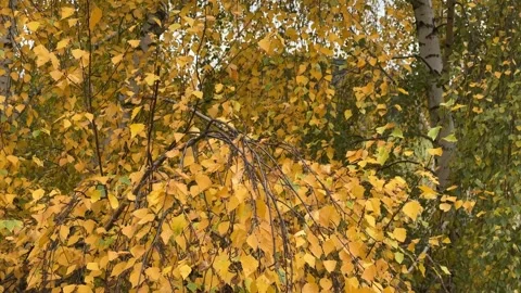 Birch Tree Branches Swaying in Strong Wind Stock Footage 294953618