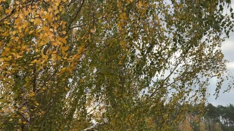 Birch Tree Branches Swaying in Strong Wind Stock Footage 294953641