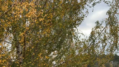 Birch Tree Branches Swaying in Strong Wind Stock Footage 294953643
