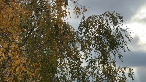 Birch Tree Branches Swaying in Strong Wind Stock Footage 294953678