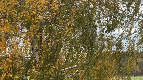 Birch Tree Branches Swaying in Strong Wind Stock Footage 294953711