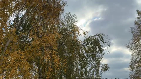 Birch Tree Branches Swaying in Strong Wind Stock Footage 294953755