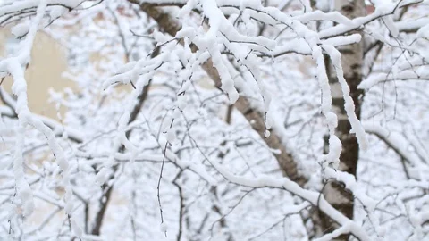 Birch tree branches under the snow Stock Footage 123003124