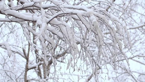 Birch tree branches under the snow Stock Footage 123003260