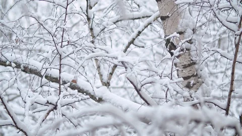 Birch tree branches under the snow Stock Footage 123043865