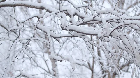 Birch tree branches under the snow Stock Footage 123043977