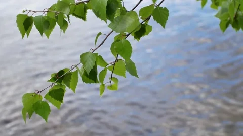 Birch tree branches on water Stock Footage 154794596