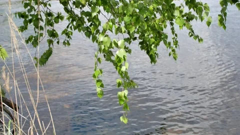 Birch tree branches on water Stock Footage 154794702