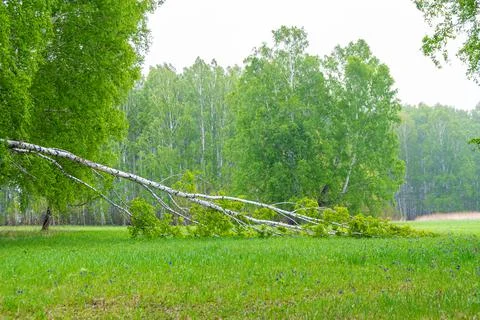 Birch tree broken by strong wind fell on green grass, selective focus Stock Photos