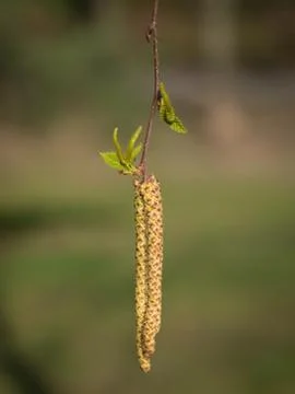 Birch tree with buds Stock Photos