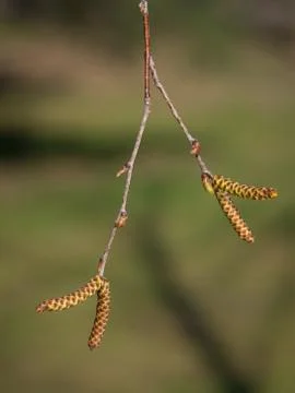 Birch tree with buds Stock Photos