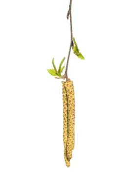 Birch tree with buds Stock Photos