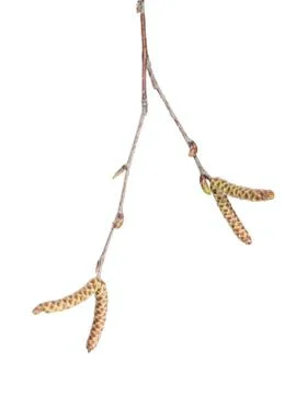 Birch tree with buds Stock Photos