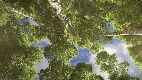 Birch tree canopy against sky backdrop Video stock 91730343