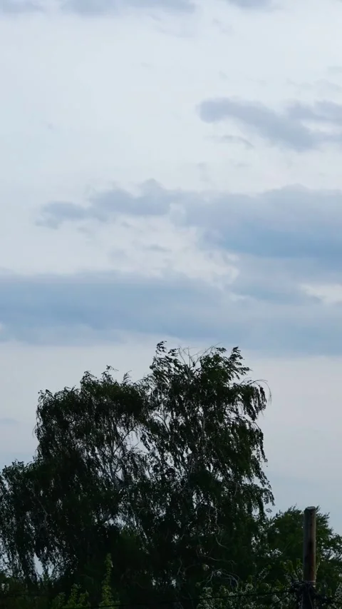 Birch Tree Canopy Swaying Against Cloudy Sky Stock Footage 345972503